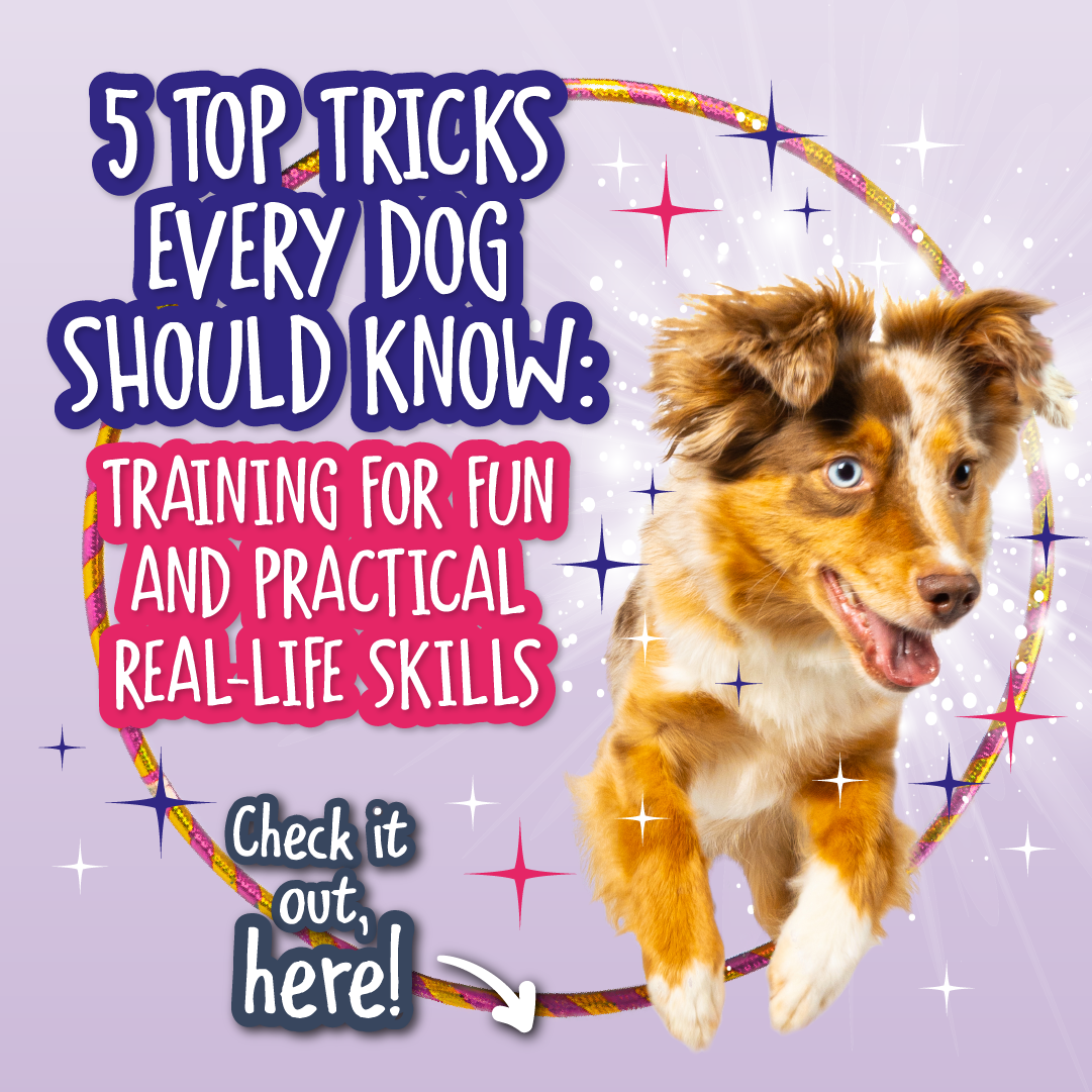 5 Top Tricks Every Dog Should Know: Training for Fun and Practical ...