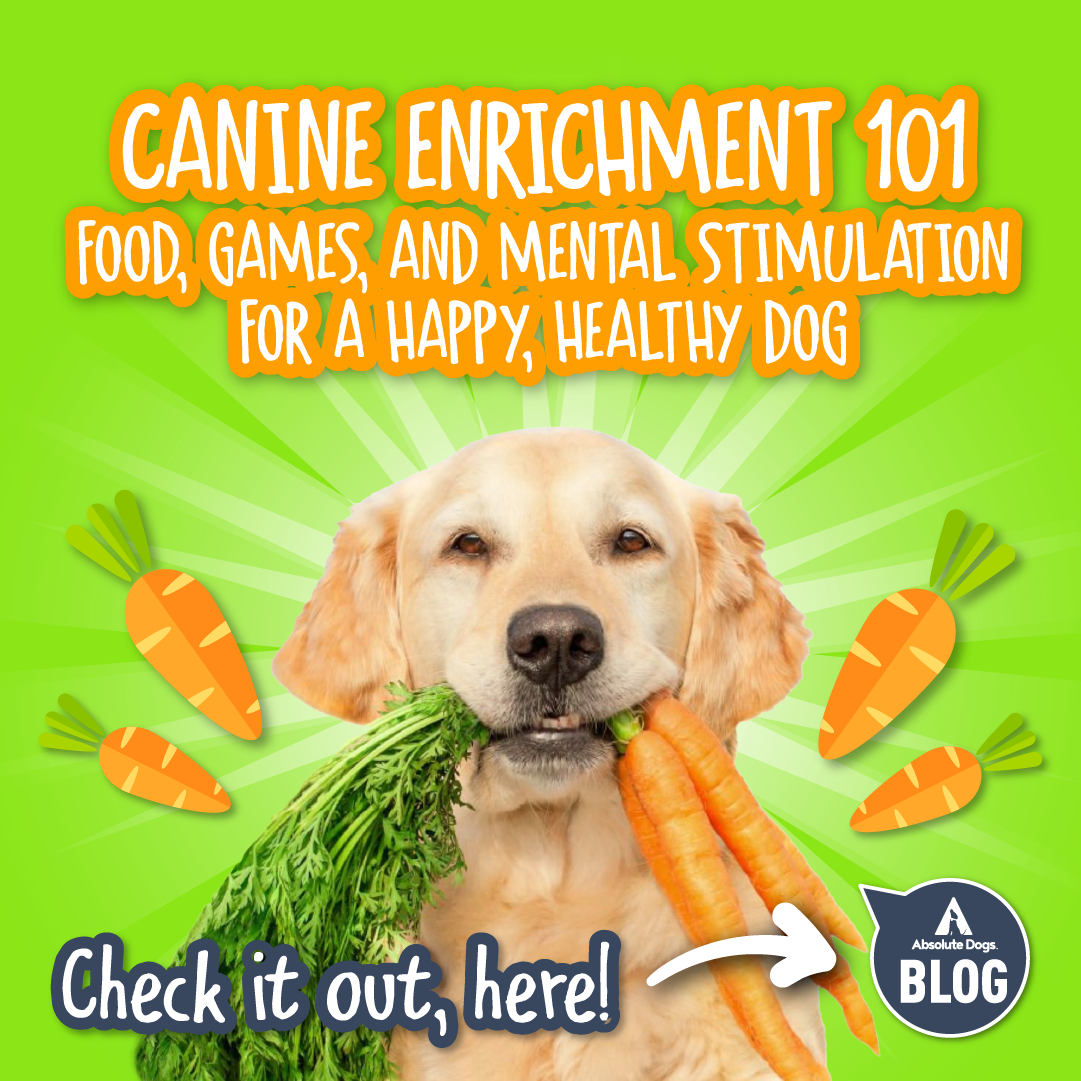 Dog enrichment games online