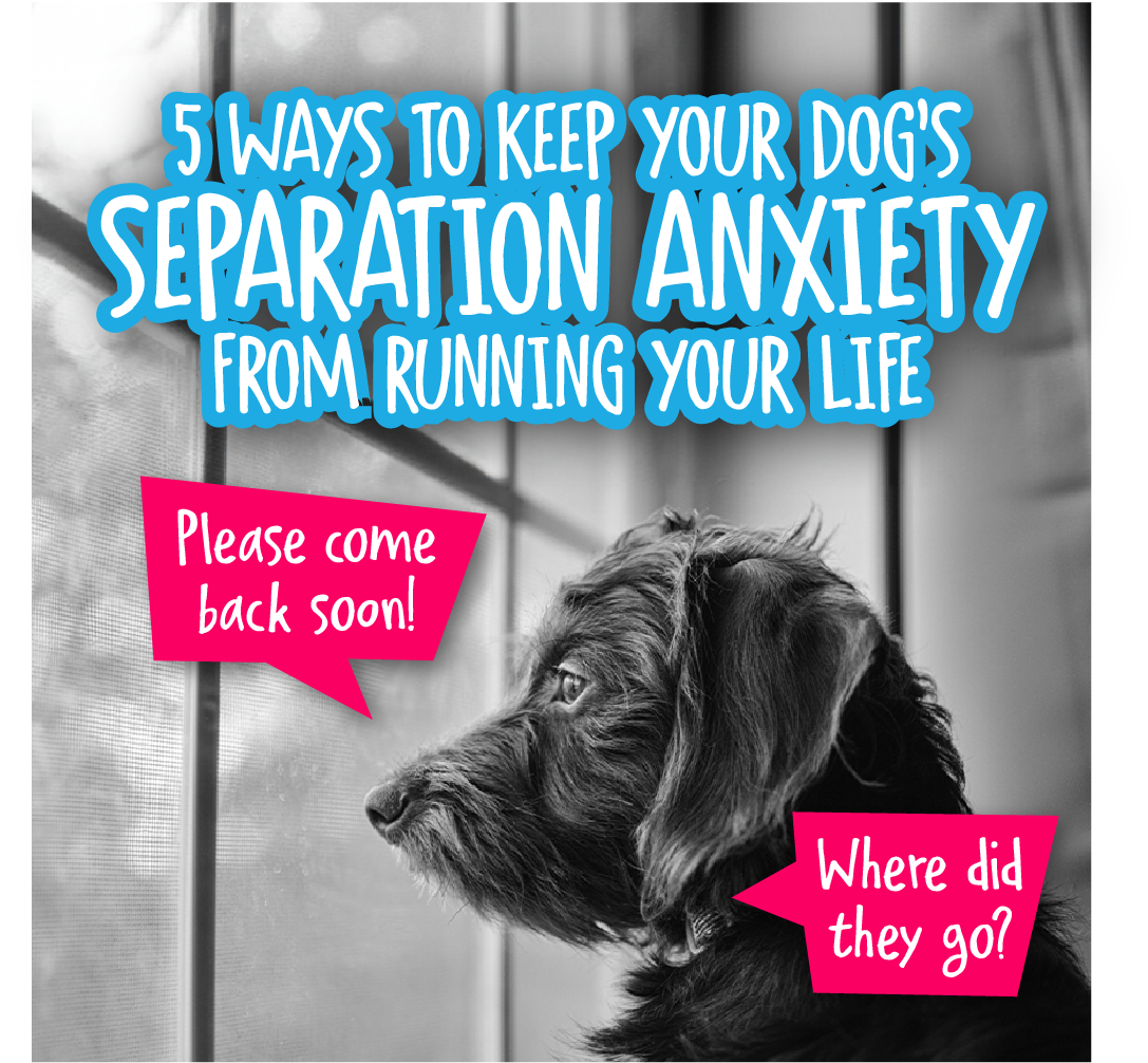 does separation anxiety go away in dogs