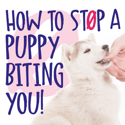 White and beige puppy with a human thumb in their mouth on a pink and white background