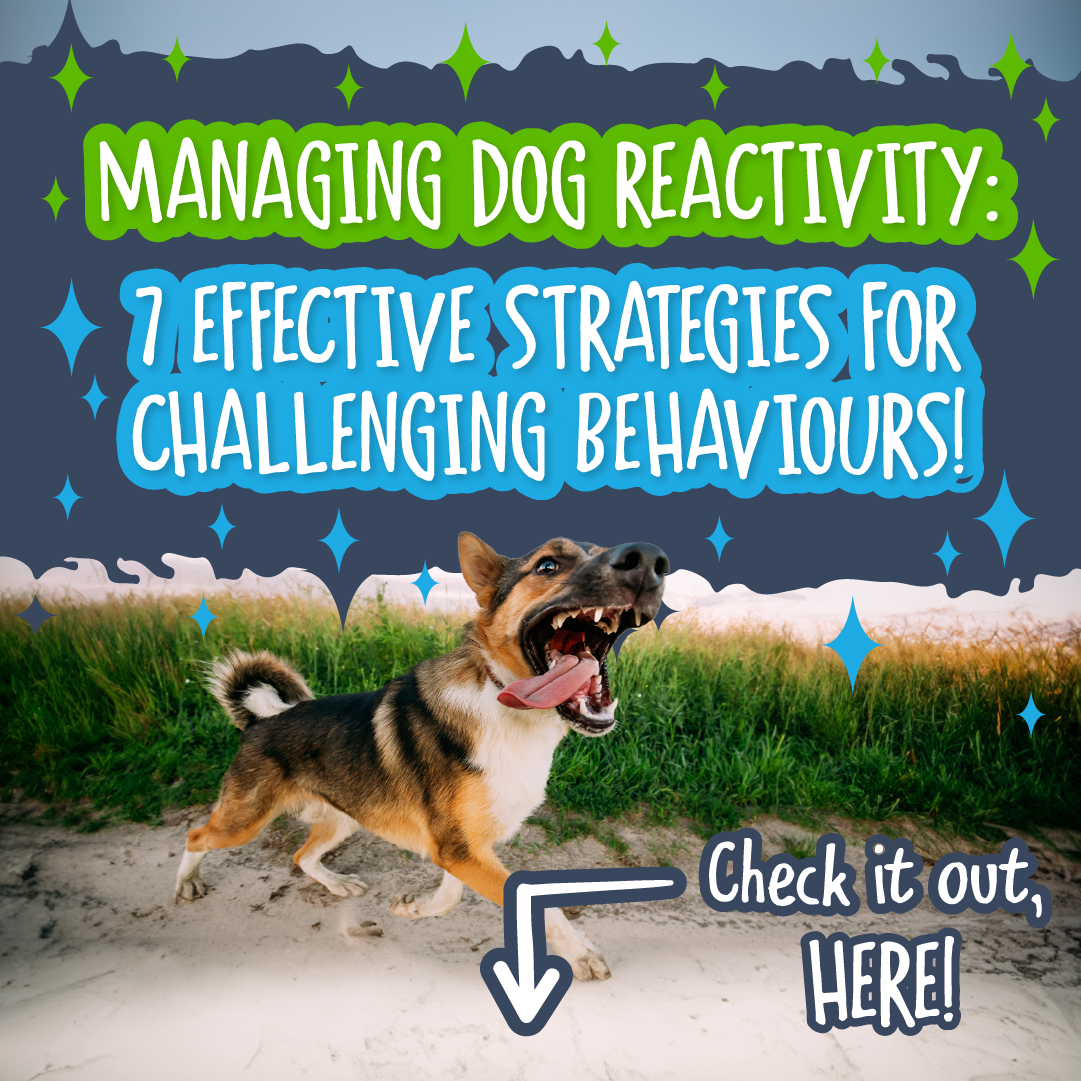 Dog reactivity training cheap
