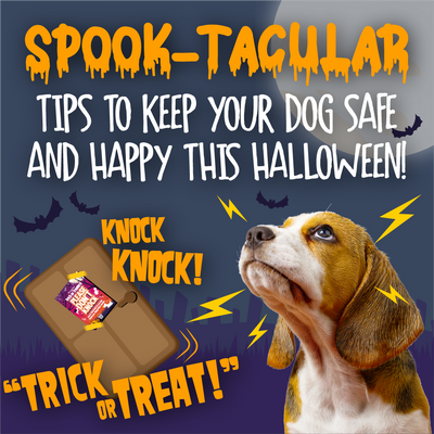 Spook-tacular Tips to Keep Your Dog Safe and Happy this Halloween! Dog looking worried by sounds of door knocking and trick or treaters. Image of a door with a