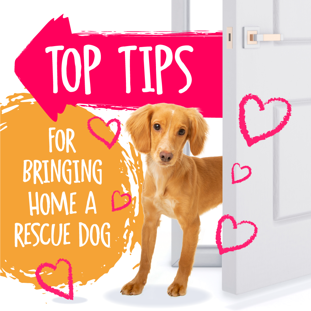 Top tips for bringing home a rescue dog absolute dogs