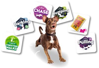 Your Reactive Dog Solutions