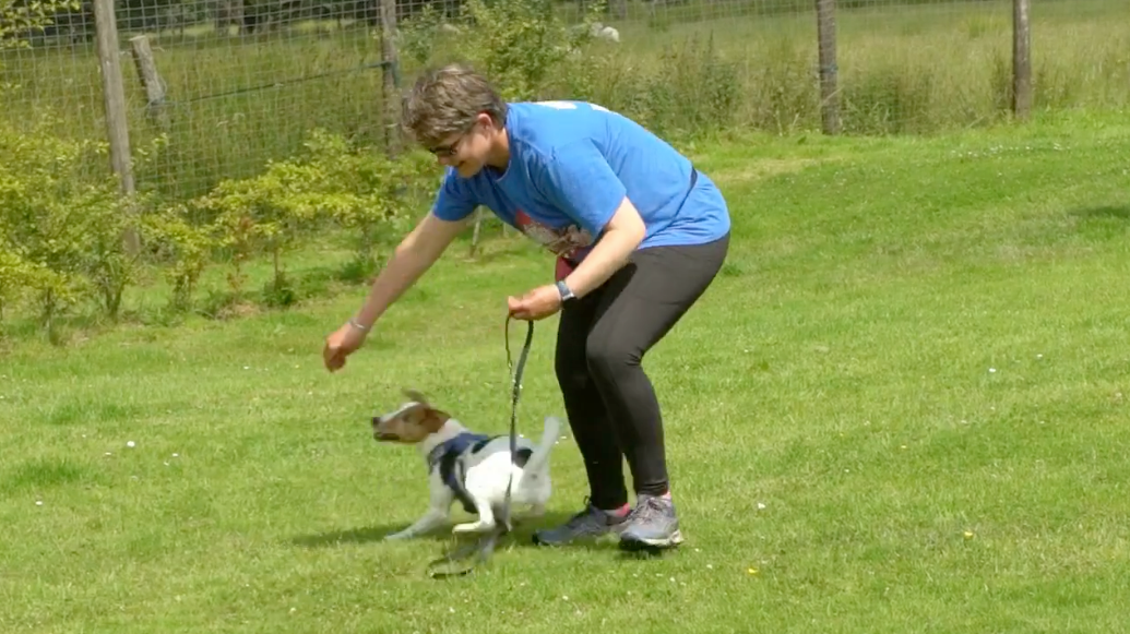 absolute Terrier