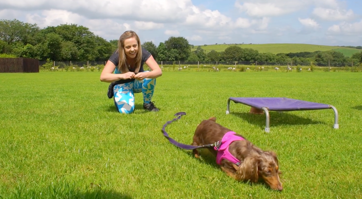 absolute Terrier
