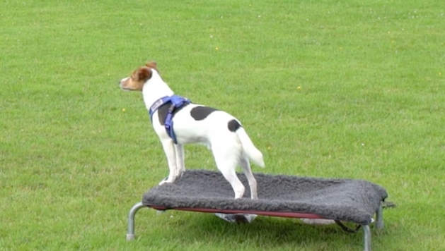 absolute Terrier