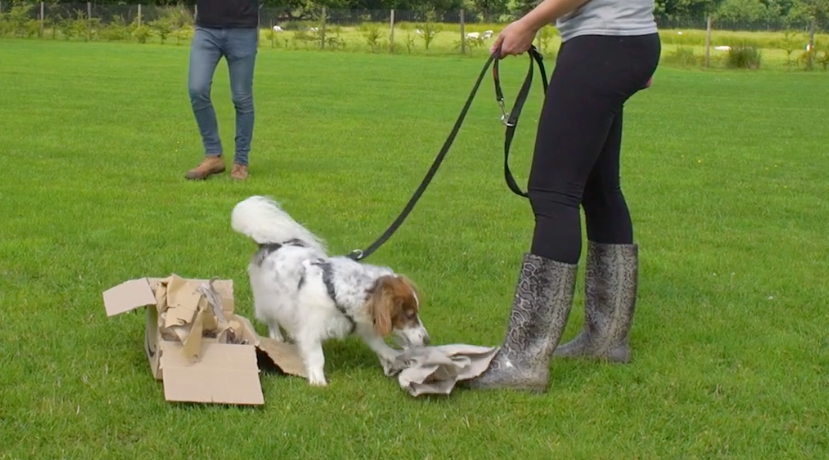 absolute Terrier