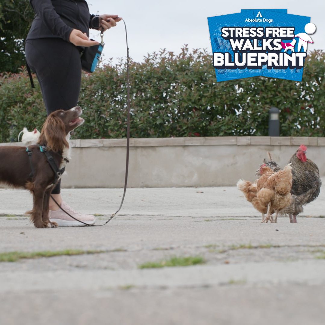 Stress Free Walks Blueprint