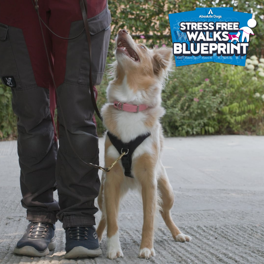 Stress Free Walks Blueprint