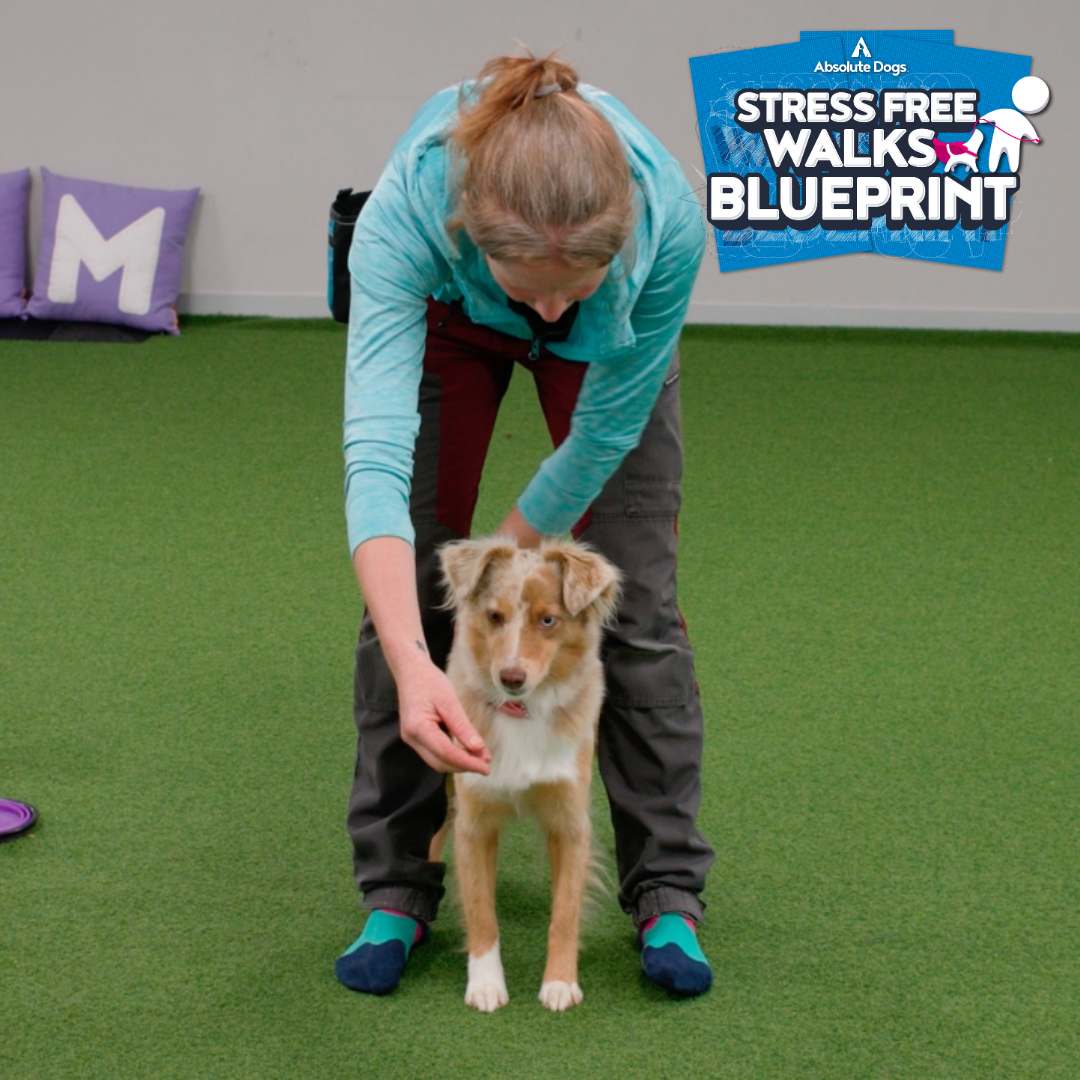 Stress Free Walks Blueprint
