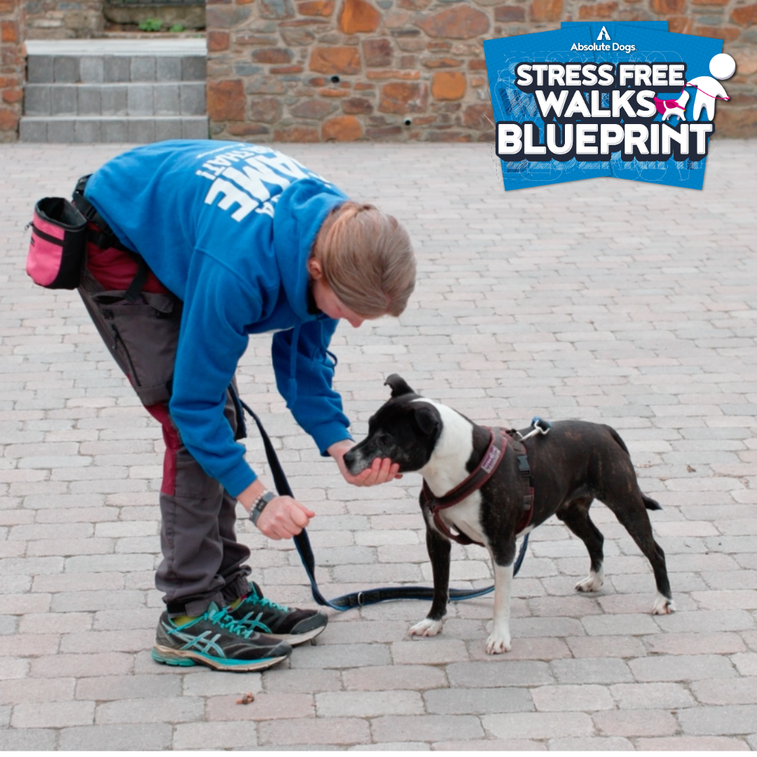 Stress Free Walks Blueprint