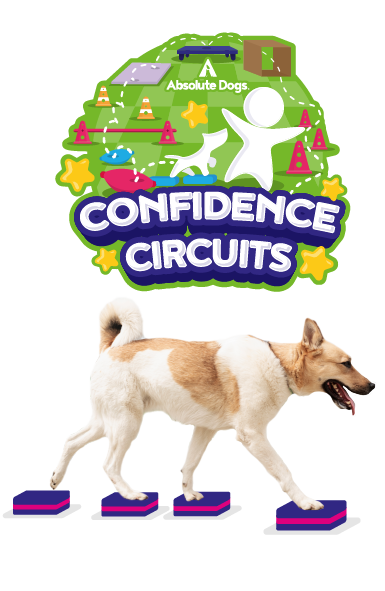 Confidence Circuits course by Absolute Dogs – animated badge with dog walking across raised platforms to build bravery and body awareness.