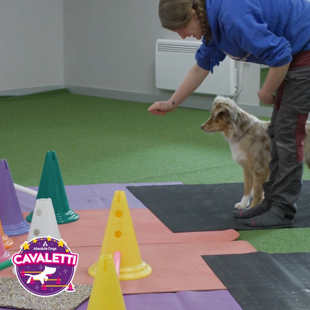 Cavaletti