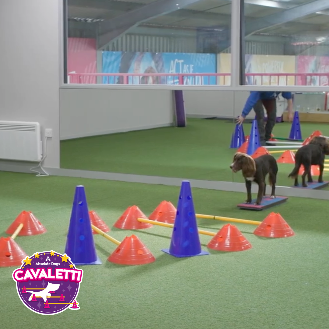 Cavaletti