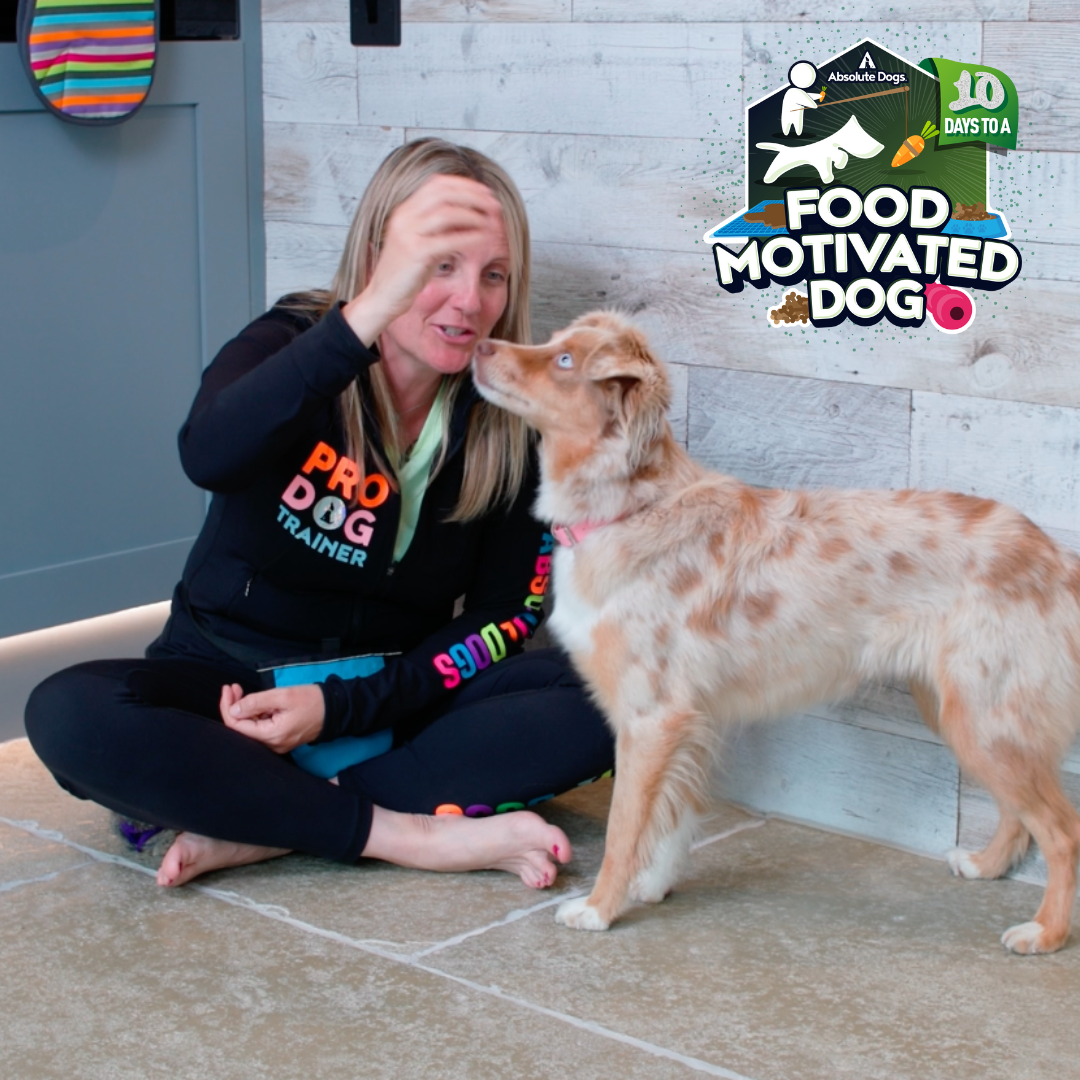 10 Days to a Food Motivated Dog