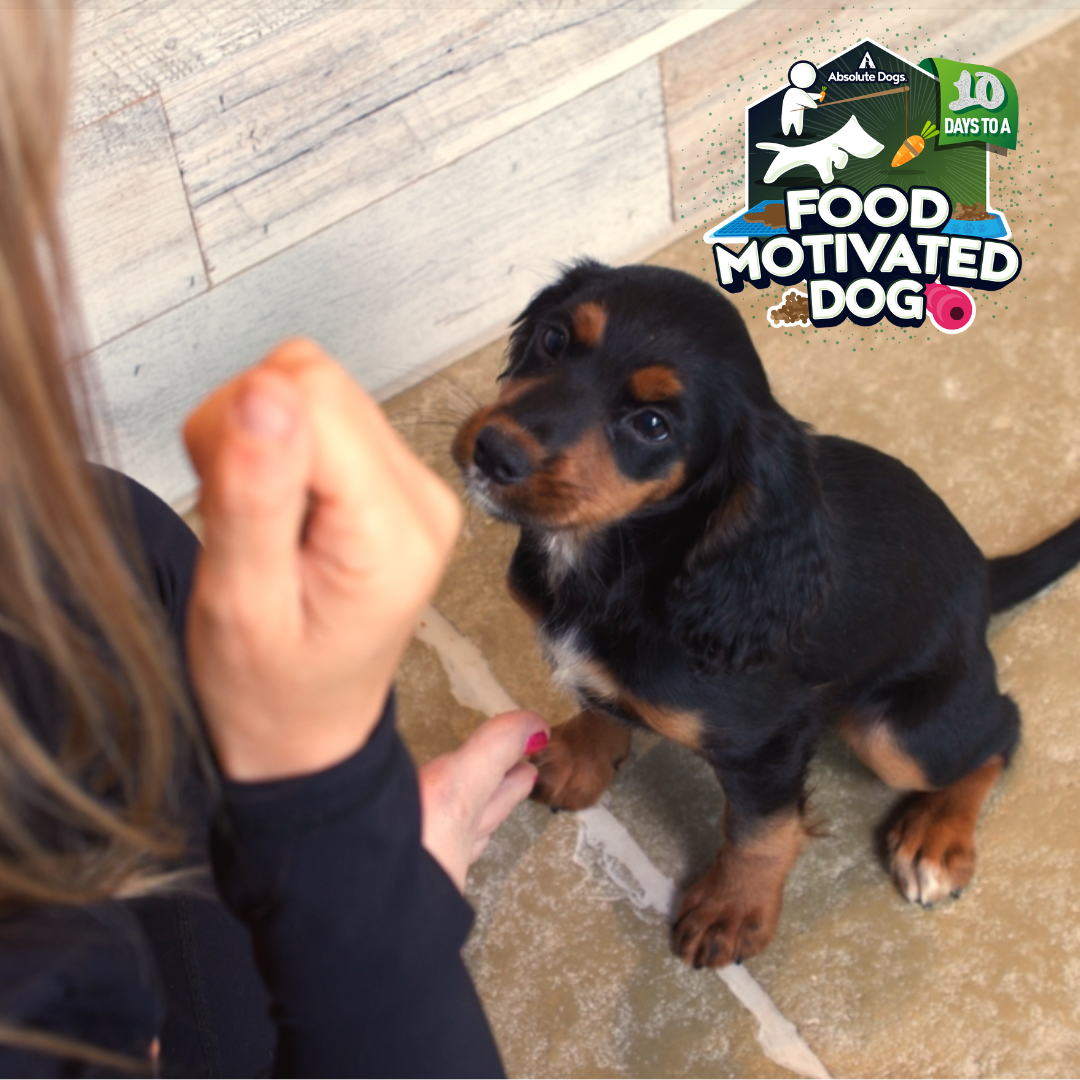 10 Days to a Food Motivated Dog