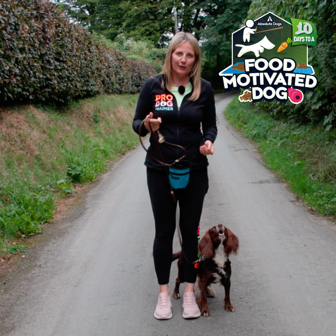 10 Days to a Food Motivated Dog