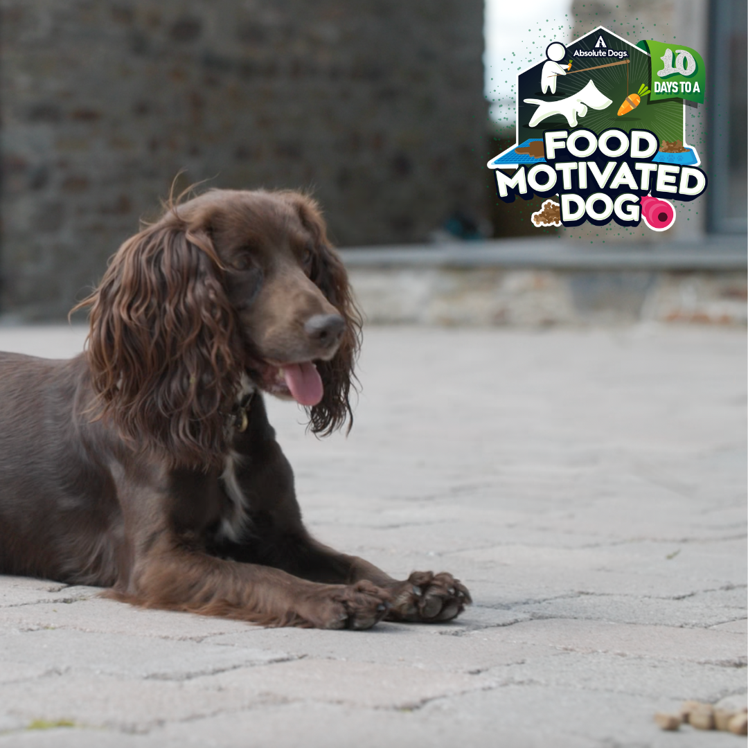 10 Days to a Food Motivated Dog