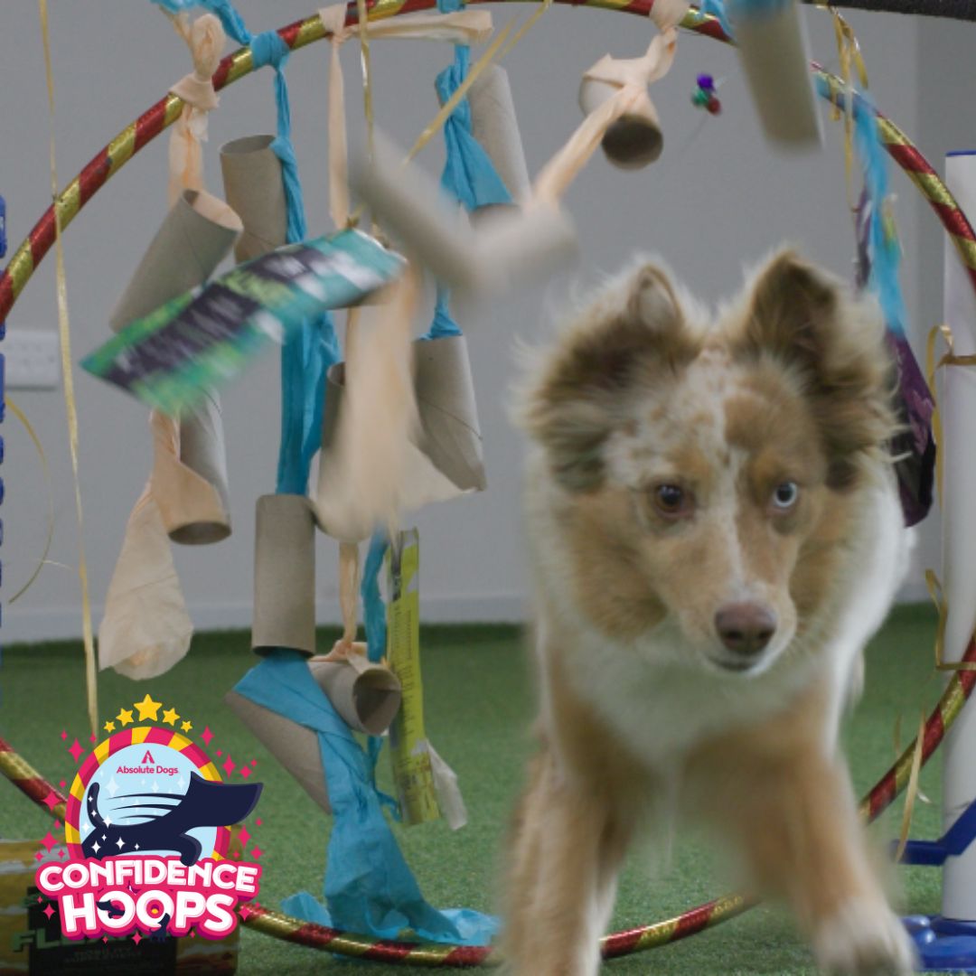 Confidence Hoops