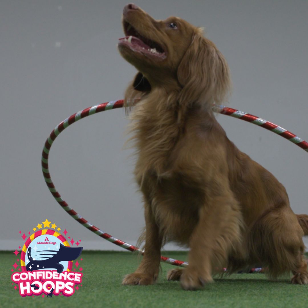 Confidence Hoops