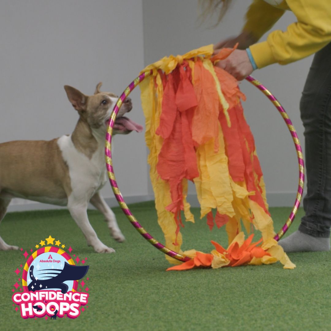 Confidence Hoops