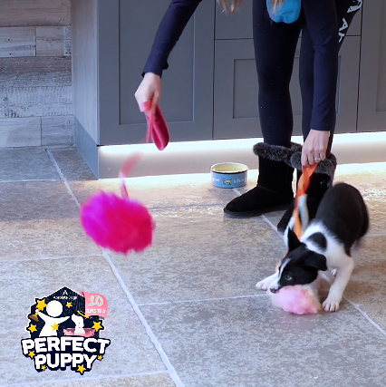 10 Days To A Perfect Puppy