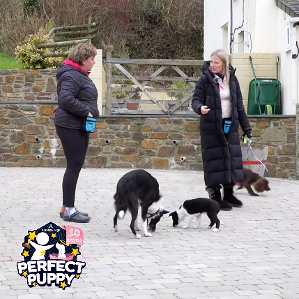 10 Days To A Perfect Puppy