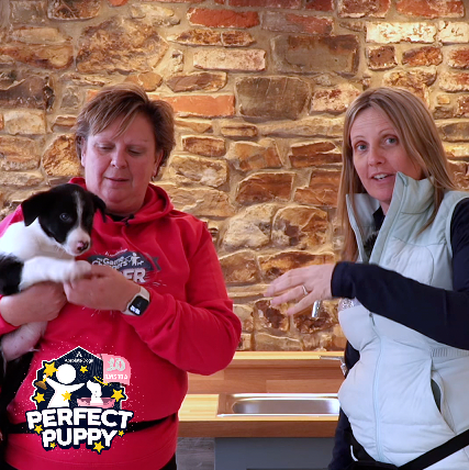 10 Days To A Perfect Puppy