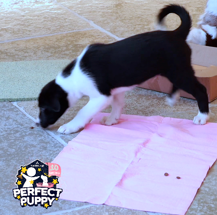 10 Days To A Perfect Puppy