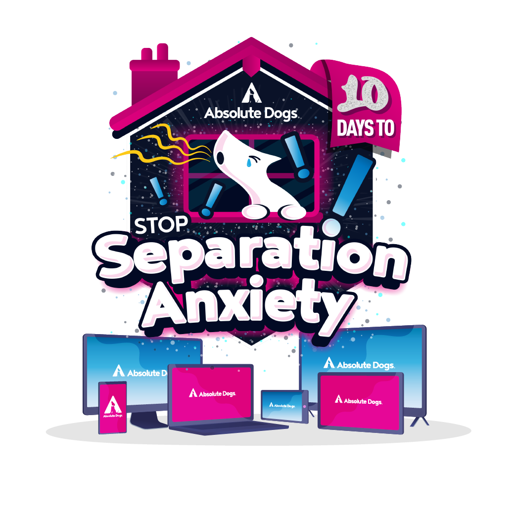 10 Days To Stop Separation Anxiety!