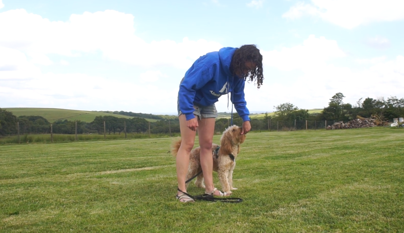 21 Days To Stress Free Walks