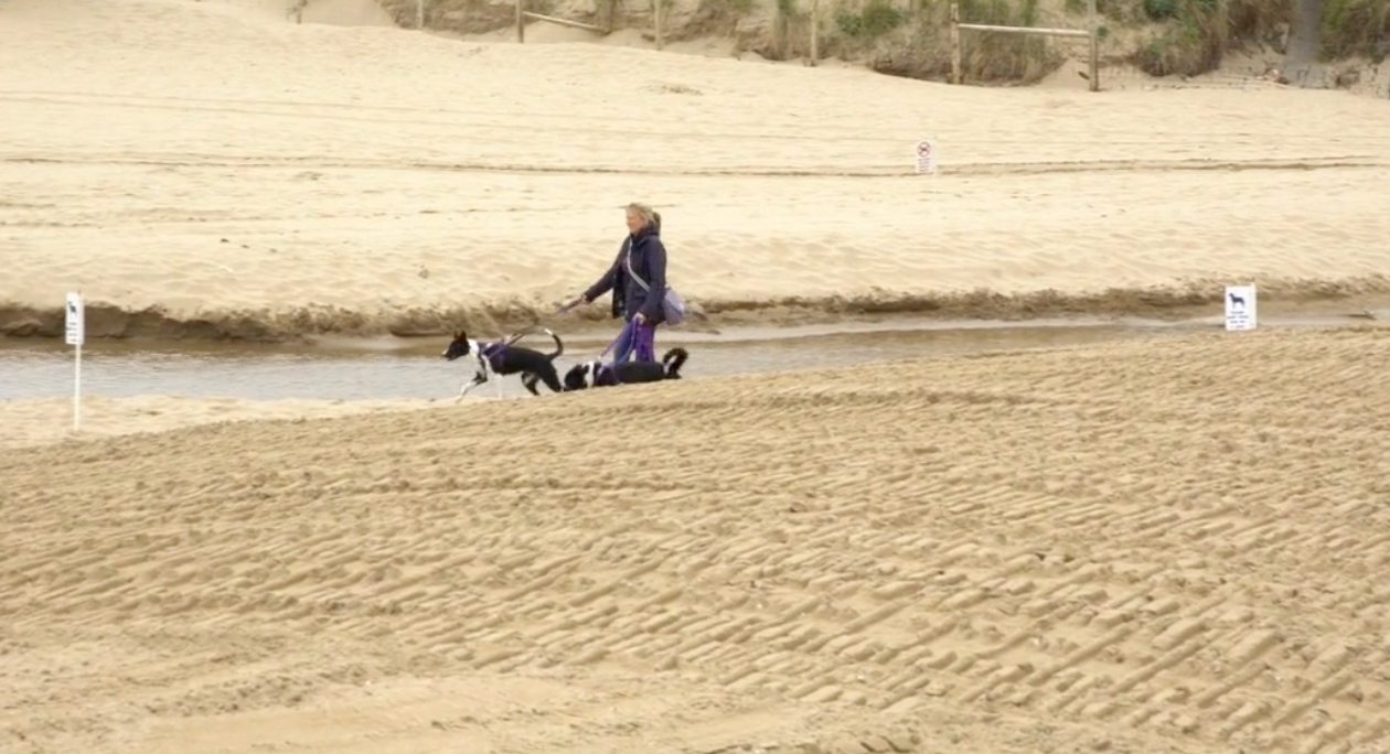 Dog-Dog Interaction Deep Dive