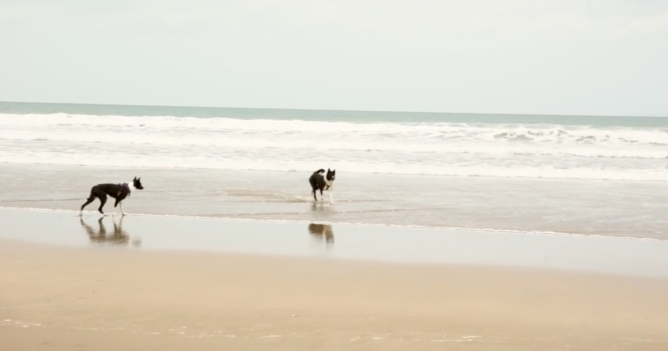 Dog-Dog Interaction Deep Dive