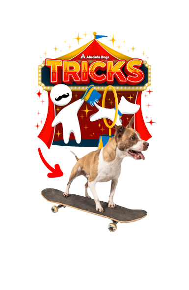 Absolute Dogs Tricks course badge featuring a dog confidently riding a skateboard in front of a circus-themed background.