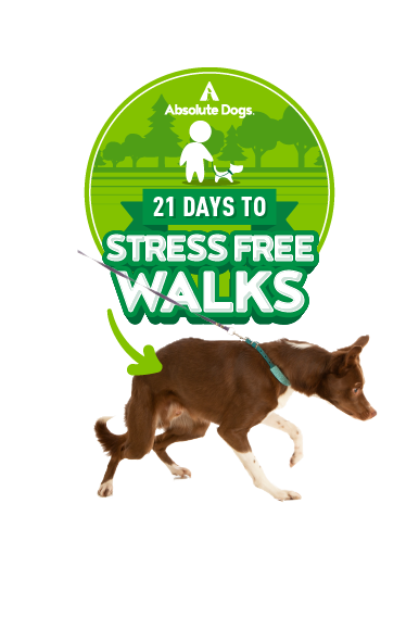 21 Days to Stress Free Walks