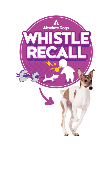 Absolute Dogs Whistle Recall course badge with a focused dog responding to a whistle cue for fast, reliable recall training.