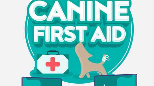 Canine First Aid