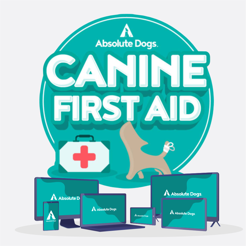 Canine First Aid