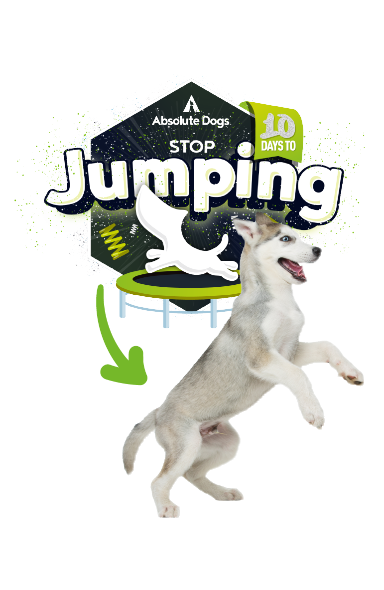 Stop dog jumping in just 10 days – Absolute Dogs course featuring a playful Husky pup mid-leap with vibrant badge graphic.