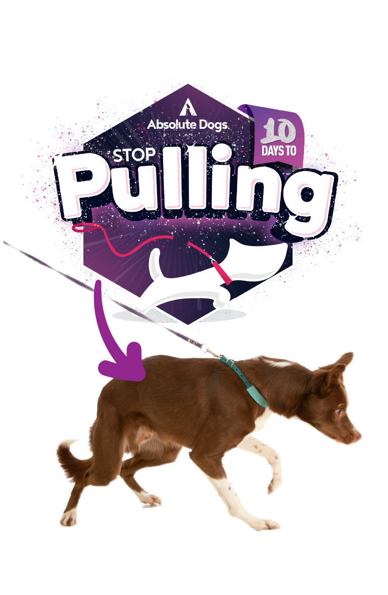 Stop leash pulling in 10 days – Absolute Dogs course with animated badge and a determined brown dog straining on lead.