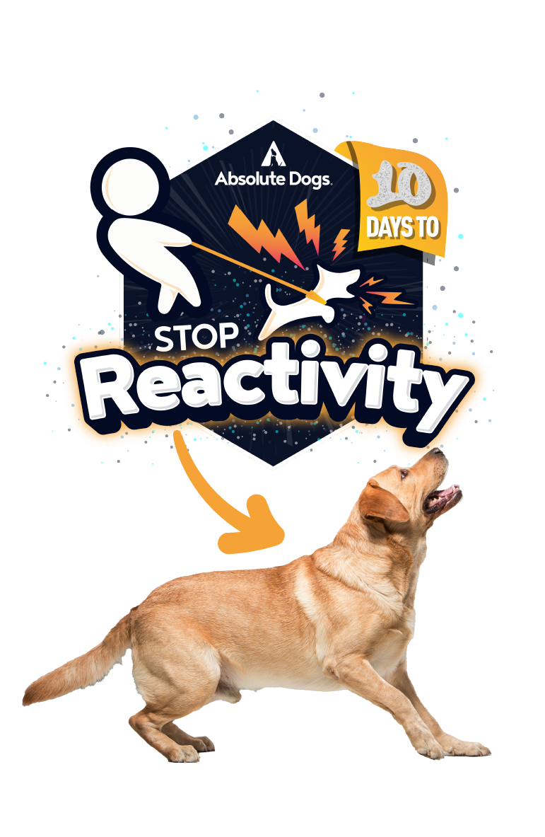 10 Days to Stop Reactivity course badge from Absolute Dogs, featuring a graphic of a pulling dog with lightning bolts and a focused yellow Labrador in a training stance.