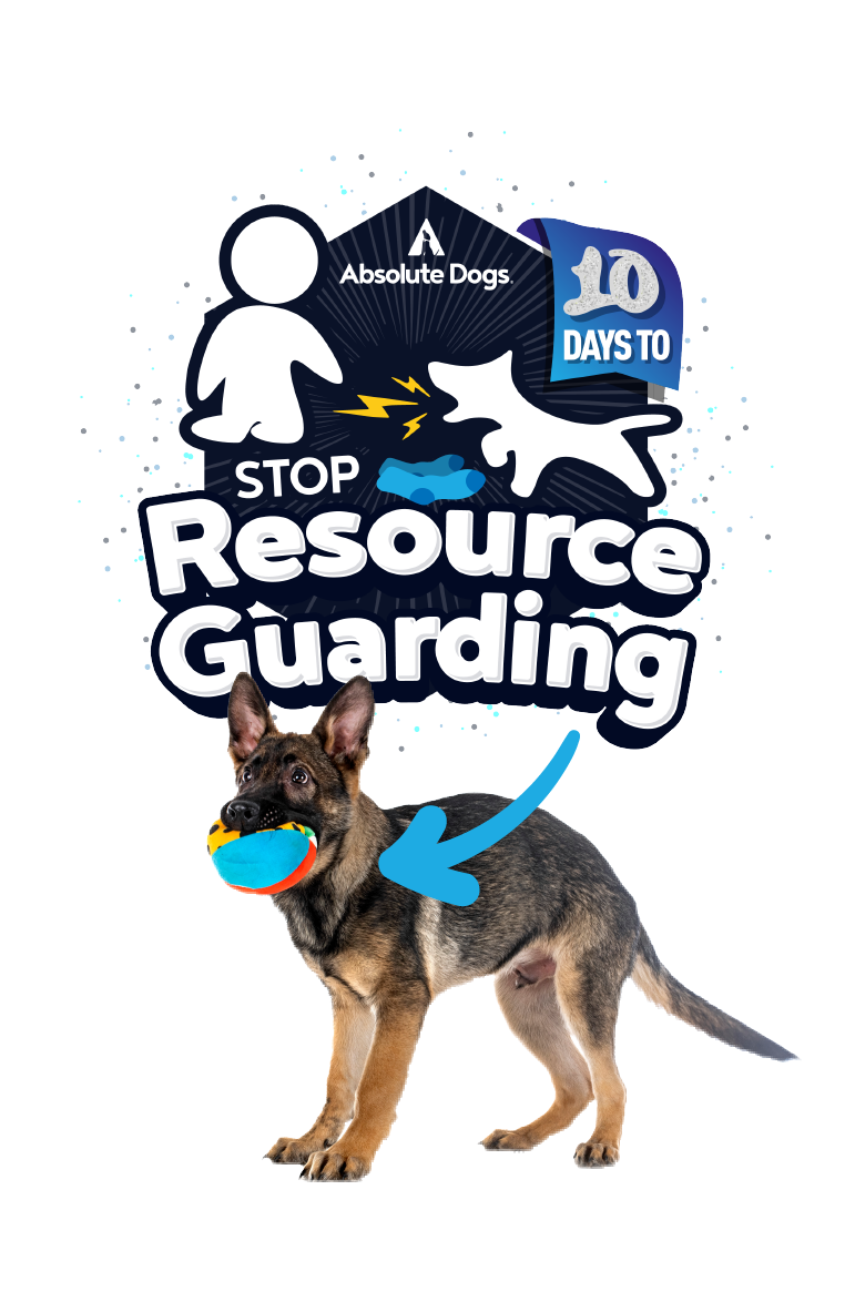 10 Days to Stop Resource Guarding course badge from Absolute Dogs, featuring a German Shepherd holding a colourful toy and a graphic of a dog guarding socks.