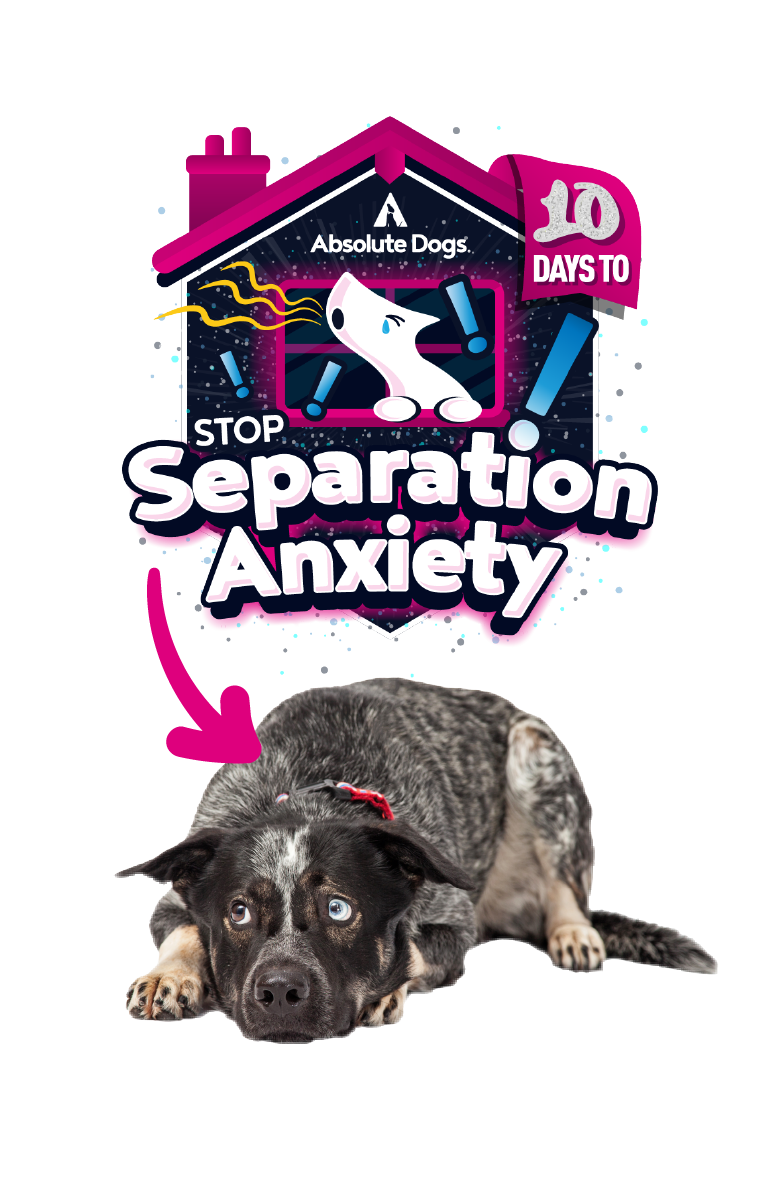 Stop separation anxiety in dogs – Absolute Dogs 10-day course badge with a worried dog lying down and bold calming visuals.