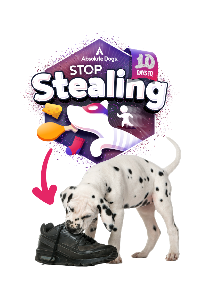 10 Days to Stop Stealing course by Absolute Dogs – training badge with cheeky Dalmatian puppy chewing a shoe, ideal for dogs who steal food, socks, or household items.