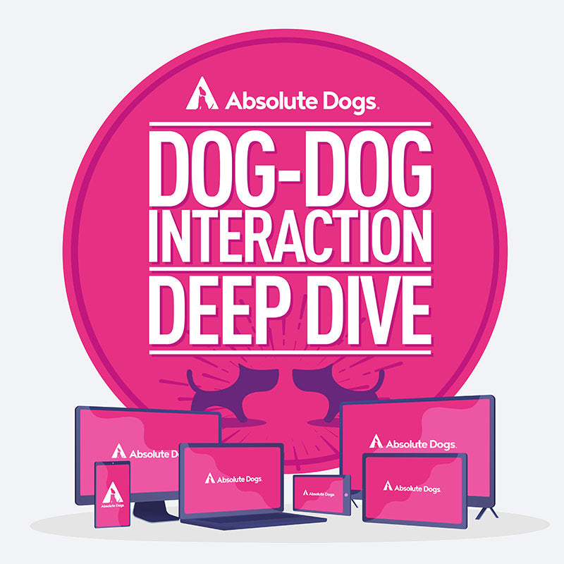 Dog-Dog Interaction Deep Dive