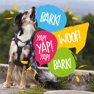 how to stop my dog barkig - 3 ways to stop your dog barking with absolute dogs