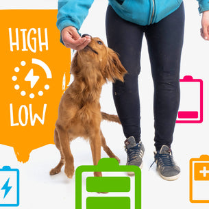 6 Ways to Change your Energy (and have the best dog training session EVER!)