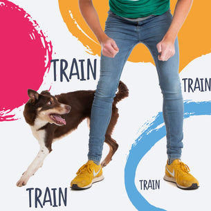 How Long Should I Train My Dog For?