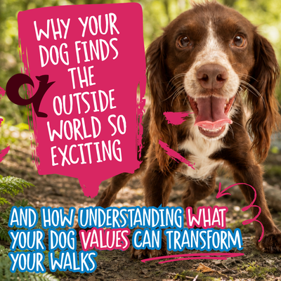 Why Your Dog Finds the Outside World So Exciting: And How Understanding What Your Dog Values Can Transform Your Walks